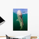 Whale Shark La Paz Wall Decal