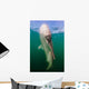 Whale Shark La Paz Wall Decal