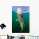 Whale Shark La Paz Wall Decal