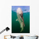 Whale Shark La Paz Wall Decal