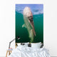 Whale Shark La Paz Wall Decal