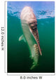 Whale Shark La Paz Wall Decal