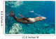 Sea Lion Blowing Bubbles Wall Decal