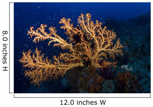 Yellow Sea Fan Raja Wall Decal Design 3