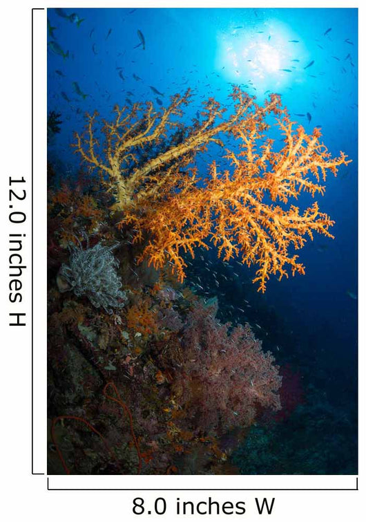 Yellow Sea Fan Raja Wall Decal Design 2