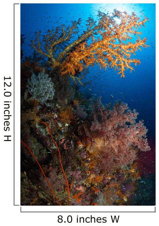 Yellow Sea Fan Raja Wall Decal Design 1