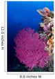 Purple Sea Fan Raja Wall Decal