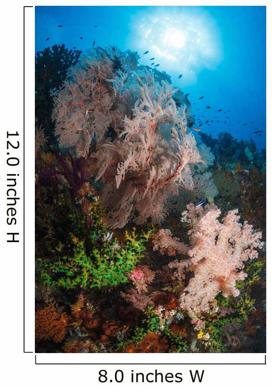 Sea Fan Soft Coral Wall Decal Design 2