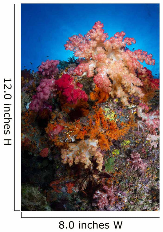 Soft Coral Raja Ampat Wall Decal Design 5