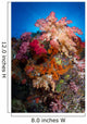 Soft Coral Raja Ampat Wall Decal Design 5