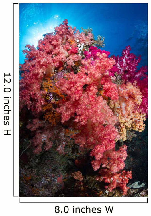 Soft Coral Raja Ampat Wall Decal Design 4