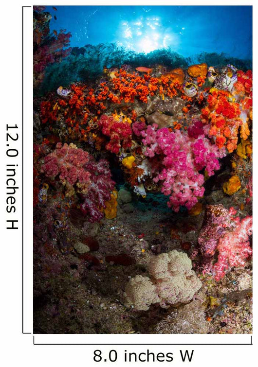 Soft Coral Raja Ampat Wall Decal Design 3