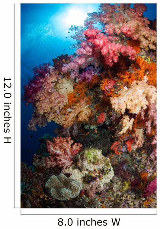 Soft Coral Raja Ampat Wall Decal Design 2