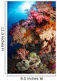 Soft Coral Raja Ampat Wall Decal Design 2