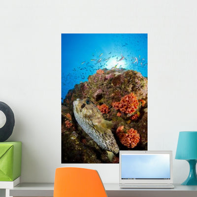 Pufferfish and Reef La Wall Decal shown on a wall