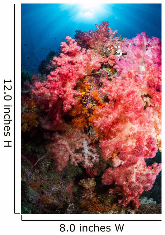 Soft Coral Raja Ampat Wall Decal Design 1
