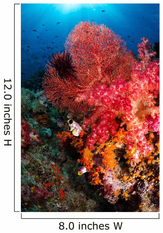 Red Sea Fan and Wall Decal