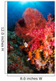 Red Sea Fan and Wall Decal