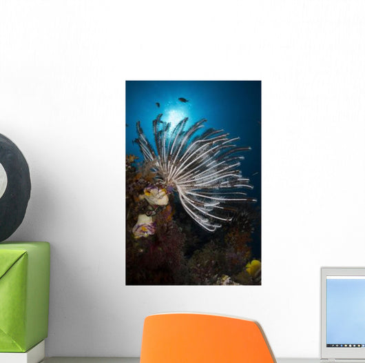 Crinoid Raja Ampat Indonesia Wall Decal