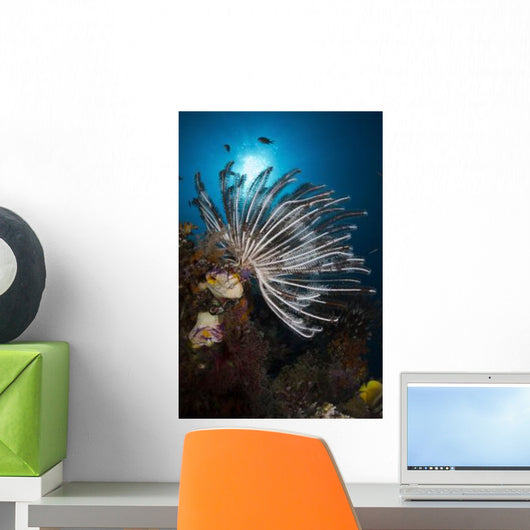 Crinoid Raja Ampat Indonesia Wall Decal