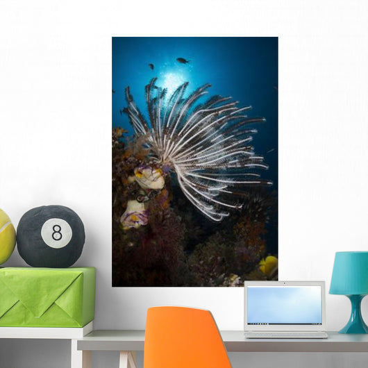 Crinoid Raja Ampat Indonesia Wall Decal