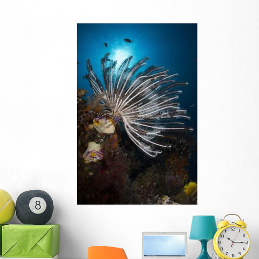 Crinoid Raja Ampat Indonesia Wall Decal