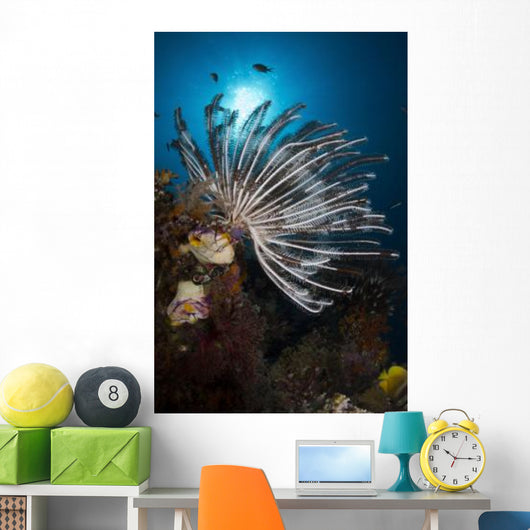 Crinoid Raja Ampat Indonesia Wall Decal