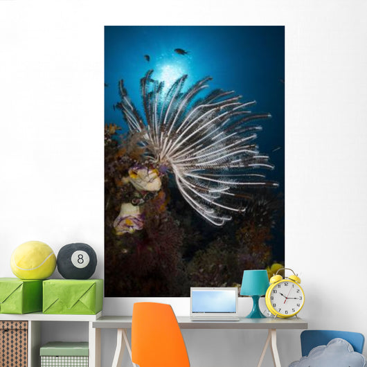 Crinoid Raja Ampat Indonesia Wall Decal