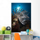 Crinoid Raja Ampat Indonesia Wall Decal