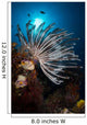 Crinoid Raja Ampat Indonesia Wall Decal