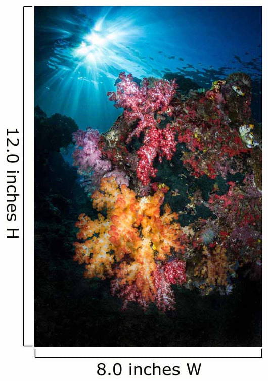 Soft Coral and Sunburst Wall Decal Design 3