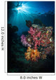 Soft Coral and Sunburst Wall Decal Design 2