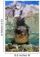 Sea Lion Portrait Los Wall Decal