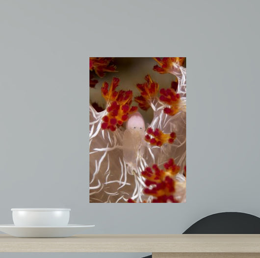 Commensal Shrimp Soft Coral Wall Decal