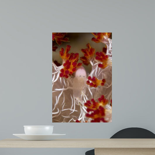 Commensal Shrimp Soft Coral Wall Decal