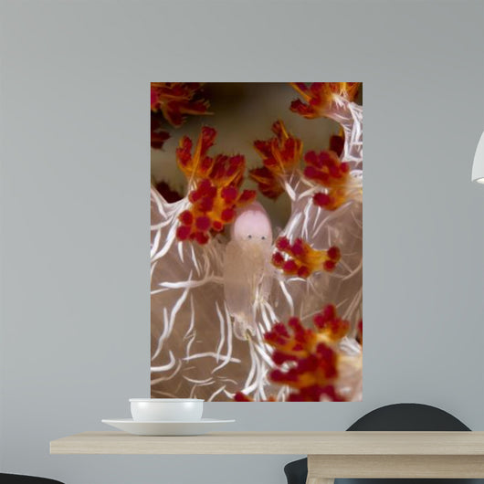 Commensal Shrimp Soft Coral Wall Decal