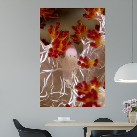 Commensal Shrimp Soft Coral Wall Decal