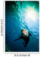 California Sea Lion La Wall Decal
