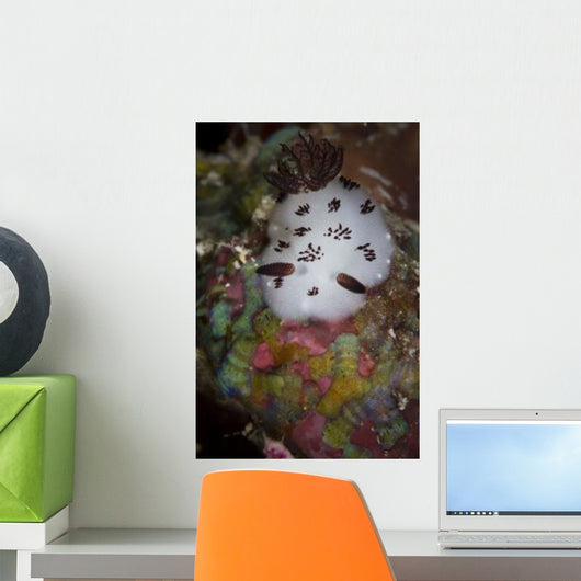 Nudibranch Raja Ampat Indonesia Wall Decal