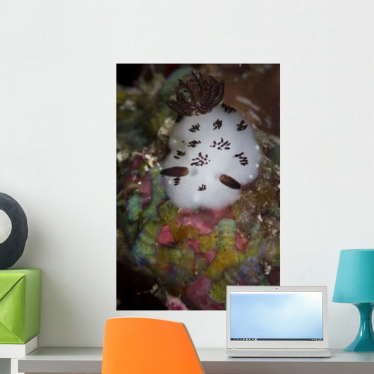 Nudibranch Raja Ampat Indonesia Wall Decal