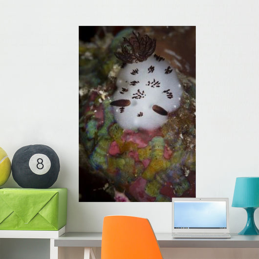 Nudibranch Raja Ampat Indonesia Wall Decal