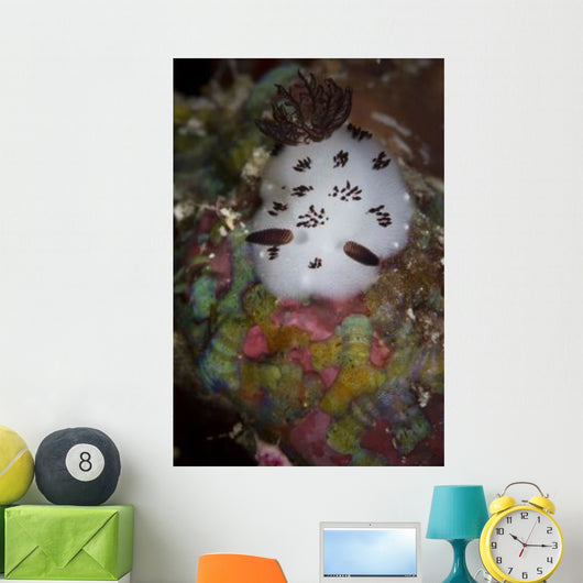 Nudibranch Raja Ampat Indonesia Wall Decal