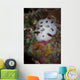 Nudibranch Raja Ampat Indonesia Wall Decal