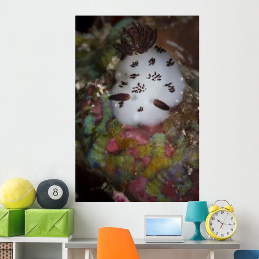 Nudibranch Raja Ampat Indonesia Wall Decal