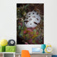 Nudibranch Raja Ampat Indonesia Wall Decal
