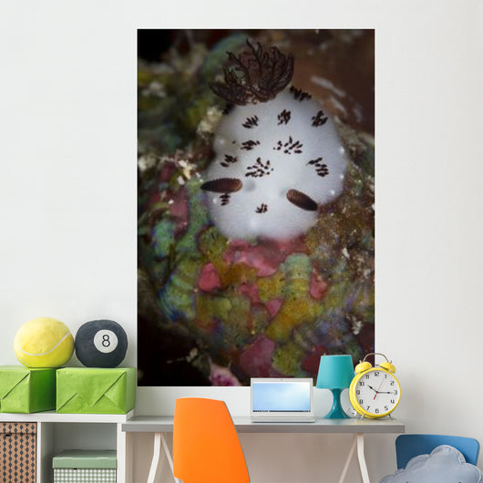 Nudibranch Raja Ampat Indonesia Wall Decal