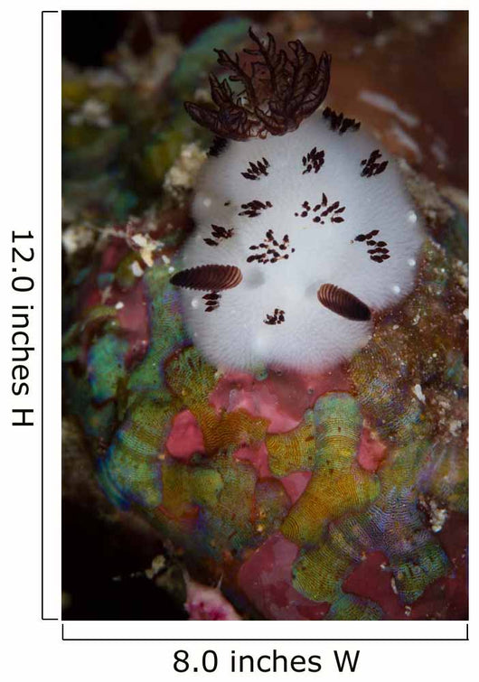 Nudibranch Raja Ampat Indonesia Wall Decal