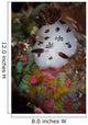 Nudibranch Raja Ampat Indonesia Wall Decal