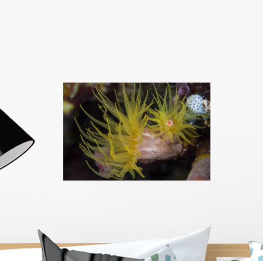 Sea Cups Raja Ampat Wall Decal