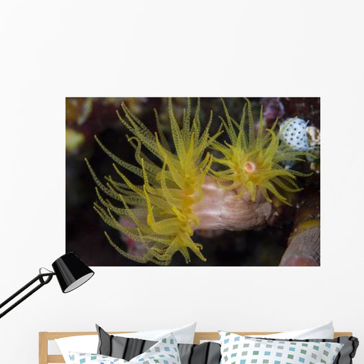 Sea Cups Raja Ampat Wall Decal